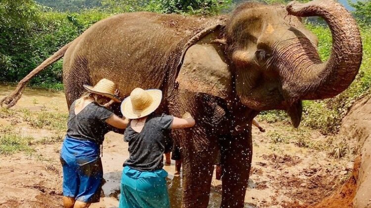A Real Elephant Experience in Thailand